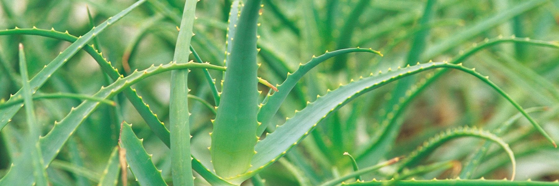 Gel de lin et l'Aloe vera sur bienfaits la peau